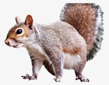 Gray Squirrel Clipart Transparent Background - Look Squirrel, HD Png Download, Free Download