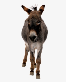Donkey Transparent Png - Mian Bivi K Latifay, Png Download, Free Download
