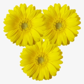 Transvaal Daisy, HD Png Download, Free Download