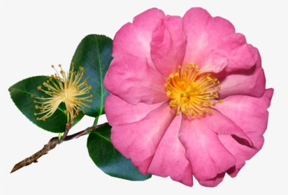 Transparent Single Flower Png - Camellia Sasanqua, Png Download, Free Download