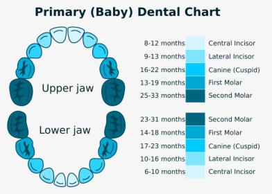 Primary Dental Chart Clip Arts - Baby Tooth Chart Clipart, HD Png Download, Free Download
