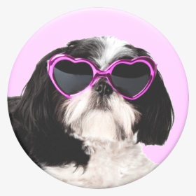 Shih Tzu With Sunglasses, HD Png Download, Free Download
