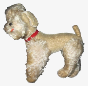 Miniature Poodle Schnoodle Shih Tzu Cockapoo - Companion Dog, HD Png Download, Free Download