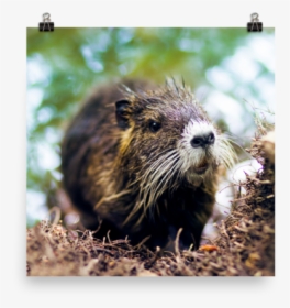 Punxsutawney Phil, HD Png Download, Free Download