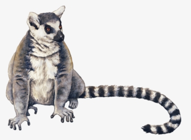 Lemur - Ring Tailed Lemur Png, Transparent Png, Free Download