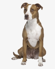 Transparent Pitbull Dog Png - American Pit Bull Terrier Png, Png Download, Free Download