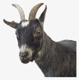 Picture - Goat, HD Png Download, Free Download