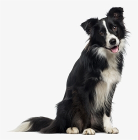 Border Collie English Collie Dog, HD Png Download, Free Download