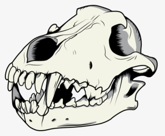 Gray Wolf Drawing Skull - Dog Skull Clipart, HD Png Download, Free Download