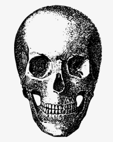 Bone Game Asset Call Skeleton Free Photo - Skull, HD Png Download, Free Download