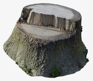 Scanned Tree Stump - Tree Stump Transparent, HD Png Download, Free Download