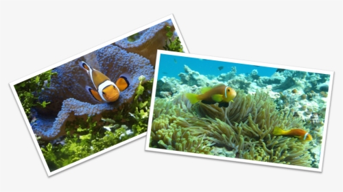Maintaining Clown Fish Tank - Coral Reef, HD Png Download, Free Download