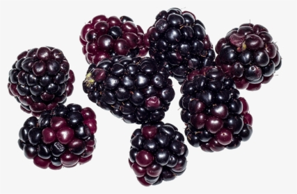 Blackberry Fruit Png Image - Blackberry Fruit Png, Transparent Png, Free Download
