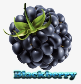 Blackberry Free Download Png - Ежевика На Прозрачном Фоне, Transparent Png, Free Download