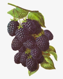Rubus - Blackberry Fruit Illustration, HD Png Download, Free Download