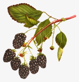 Digital Blackberry Fruit Download - Blackberries Free Clip Art, HD Png Download, Free Download