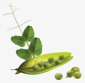 Pea Png - Pea Plant No Background, Transparent Png, Free Download