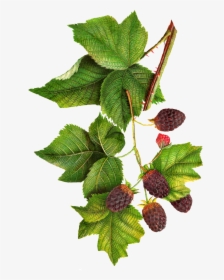 Jam Clipart Blackberry Jam - Botanical Illustration Blackberries Png, Transparent Png, Free Download
