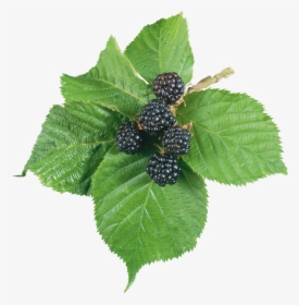 Blackberry Png - Blackberry Leaf Png, Transparent Png, Free Download