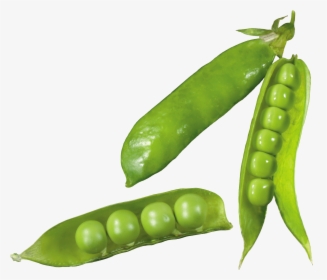 Now You Can Download Pea Png Picture - Скачать Картинки Горох, Transparent Png, Free Download