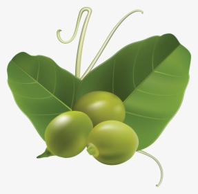 Pea Png - Картинка Горошина Пнг, Transparent Png, Free Download