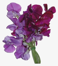 Sweet Pea Bouquet & Botanical Brush - Sweet Pea Flowers Png, Transparent Png, Free Download