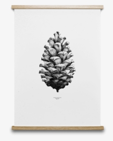 Pinecone Drawing Plant - Pine Cone Print Free, HD Png Download, Free Download