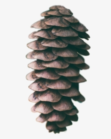 #freetoedit #pinecone #pine - Conifer Cone, HD Png Download, Free Download