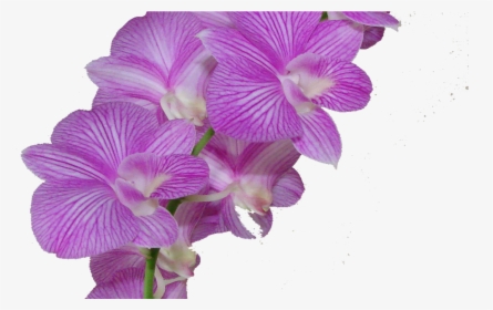 Flower,flowering Orchid,orchids Of The Stem,sweet Peas,herbaceous - Orchid Cartoon Transparent, HD Png Download, Free Download
