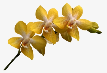 Yellow Orchid Flower Png, Transparent Png, Free Download