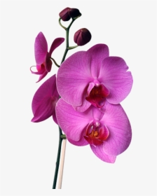 Png Beautiful Orchids - Orchids, Transparent Png, Free Download