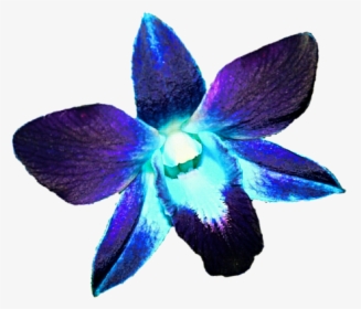 Transparent Orchids Clipart - Purple Blue Orchids Png, Png Download, Free Download