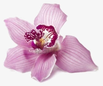 Orchid Suburbia Chs Ltd - Orquidea Png, Transparent Png, Free Download