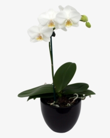 90mm Moth Orchid In Ceramic Pot - Orchids Nz, HD Png Download, Free Download