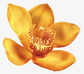 Орхидея Иконка, HD Png Download, Free Download