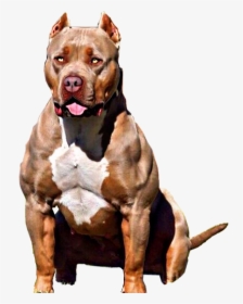 # Pitbull #pitbull #pit #pitbulllove #pitbullterrier - Pitbull Blue Line Xxl, HD Png Download, Free Download