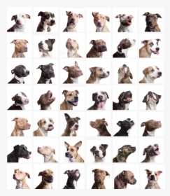 Peanut Butter Pit Bull - Chocolate Pit Bull, HD Png Download, Free Download