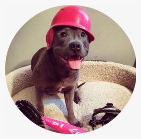 Pitbullprotectors, HD Png Download, Free Download