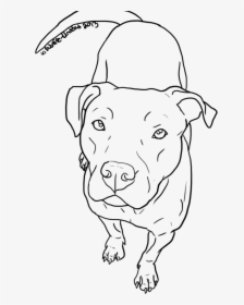 American Pit Bull Terrier Drawing Line Art - Red Nose Pitbull Drawing, HD Png Download, Free Download