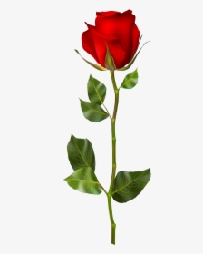 Red Rose Png Clip Art - Red Rose Png Hd, Transparent Png, Free Download