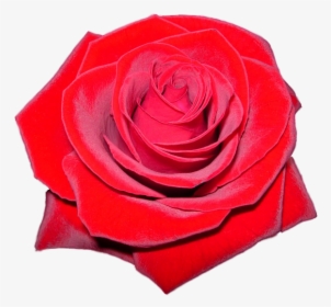 Red Rose Clipart - Rose Hd Logo Transparent, HD Png Download, Free Download