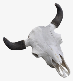 Cattle Skull Jeffrey Horn - Bull, HD Png Download, Free Download