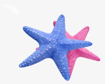 Sea Star Transparent - Sea Star Png, Png Download, Free Download