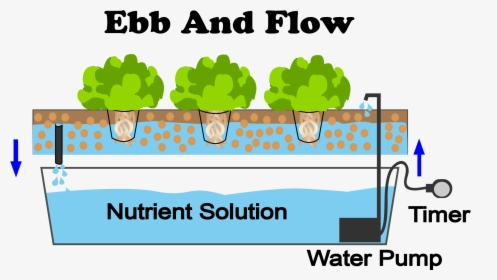 What Are The Best Plants To Grow With An Ebb And Flow, HD Png Download, Free Download