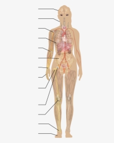 Human Body Without Label, HD Png Download, Free Download