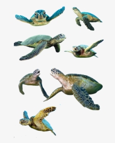 Turtle, Isolated, Water Turtle, Panzer, Tortoise Shell - Baby Sea Turtles Transparent Background, HD Png Download, Free Download