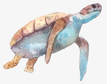 Cartoon Turtle Png Transparent - Fish And Sea Turtles Drawings, Png Download, Free Download