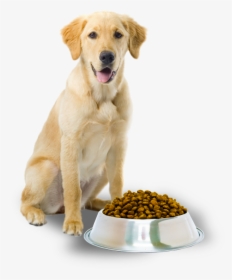 Dog Food Png - Dog With Dog Food, Transparent Png, Free Download