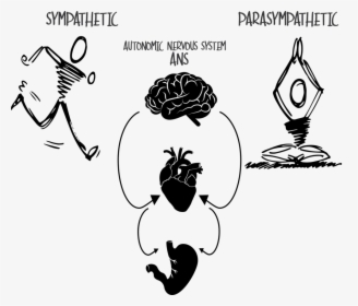 Simpa-para - Cartoon Sympathetic And Parasympathetic Nervous System, HD Png Download, Free Download