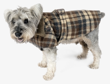 Lucho Tash Plaid Coat 1000 1000 3 Rev - Companion Dog, HD Png Download, Free Download